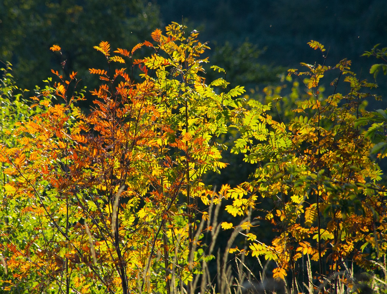 aesthetic autumn leaves free photo