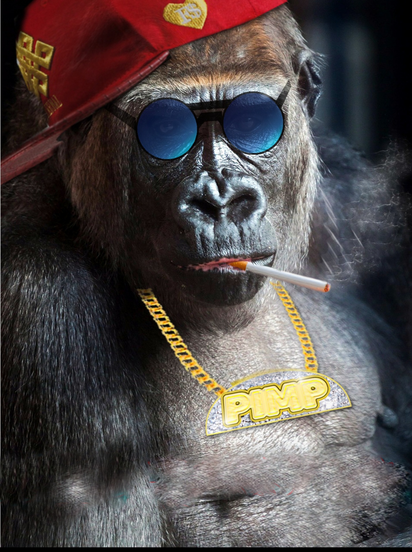 background monkey cool free photo