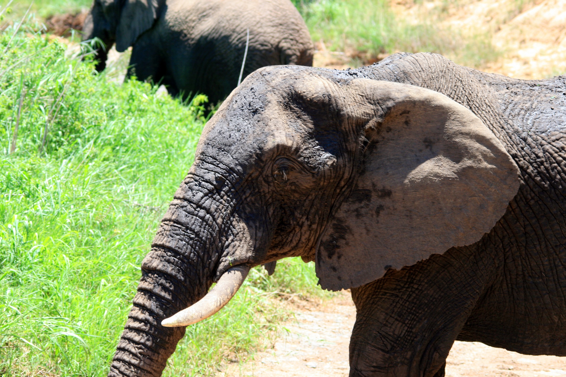animal africa elephant grazing free photo