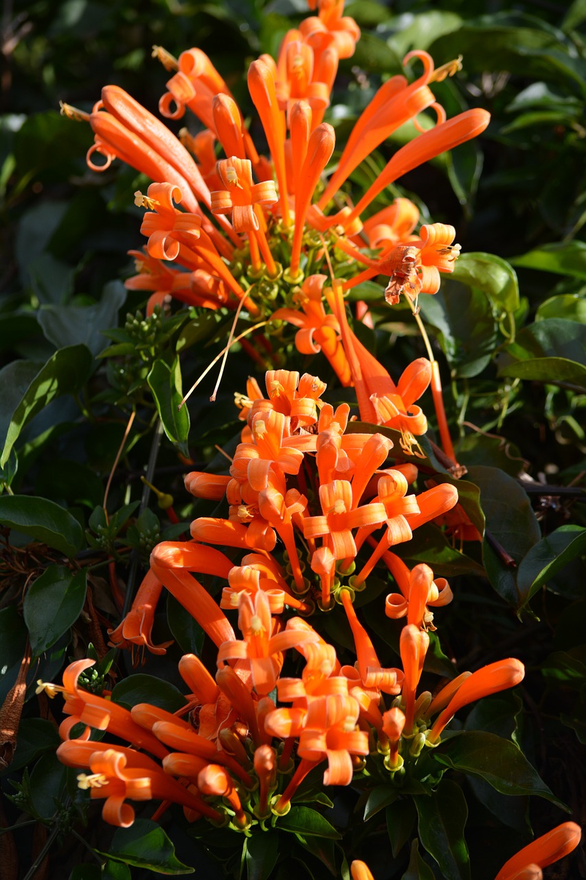 africa botany flowers free photo