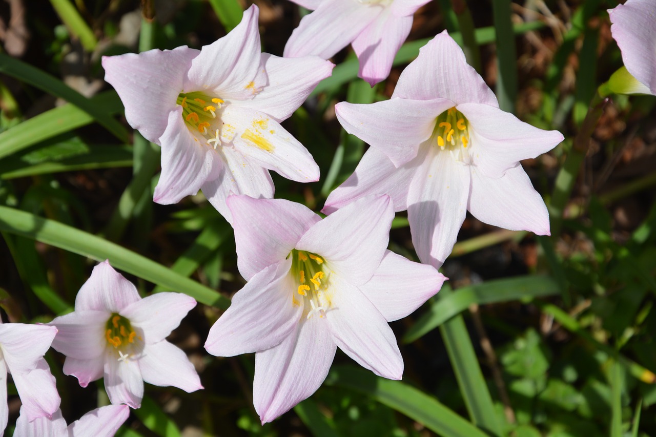 africa botany flowers free photo