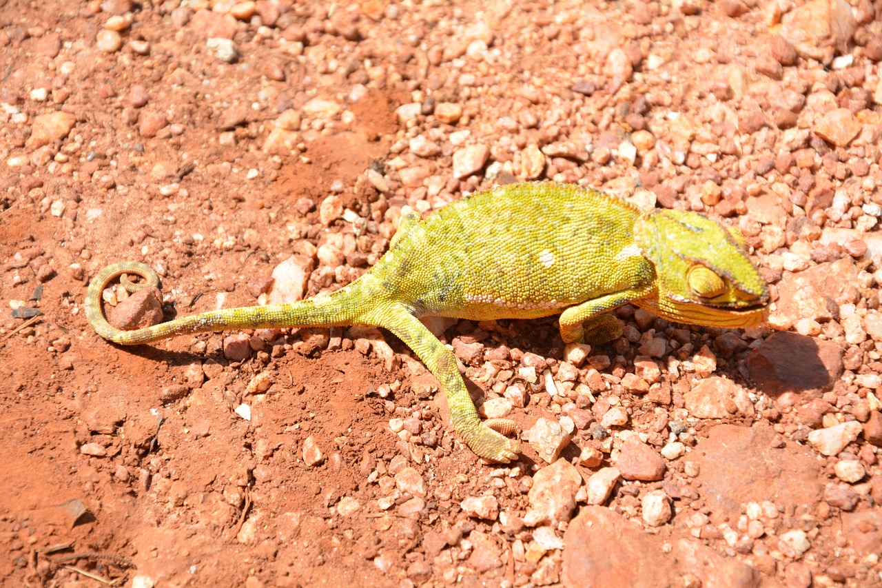 chameleon reptile africa free photo