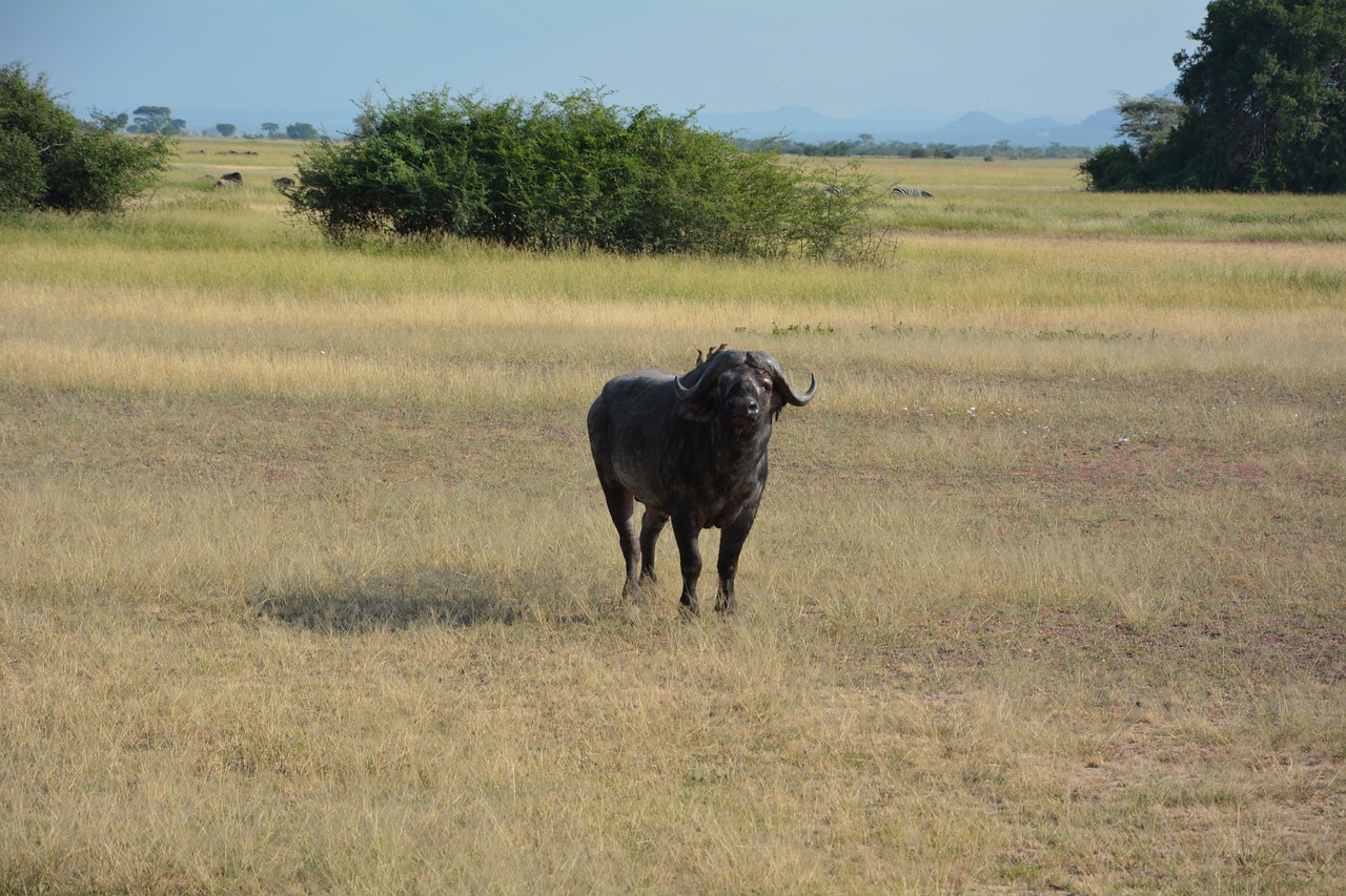 water buffalo africa serengeti free photo
