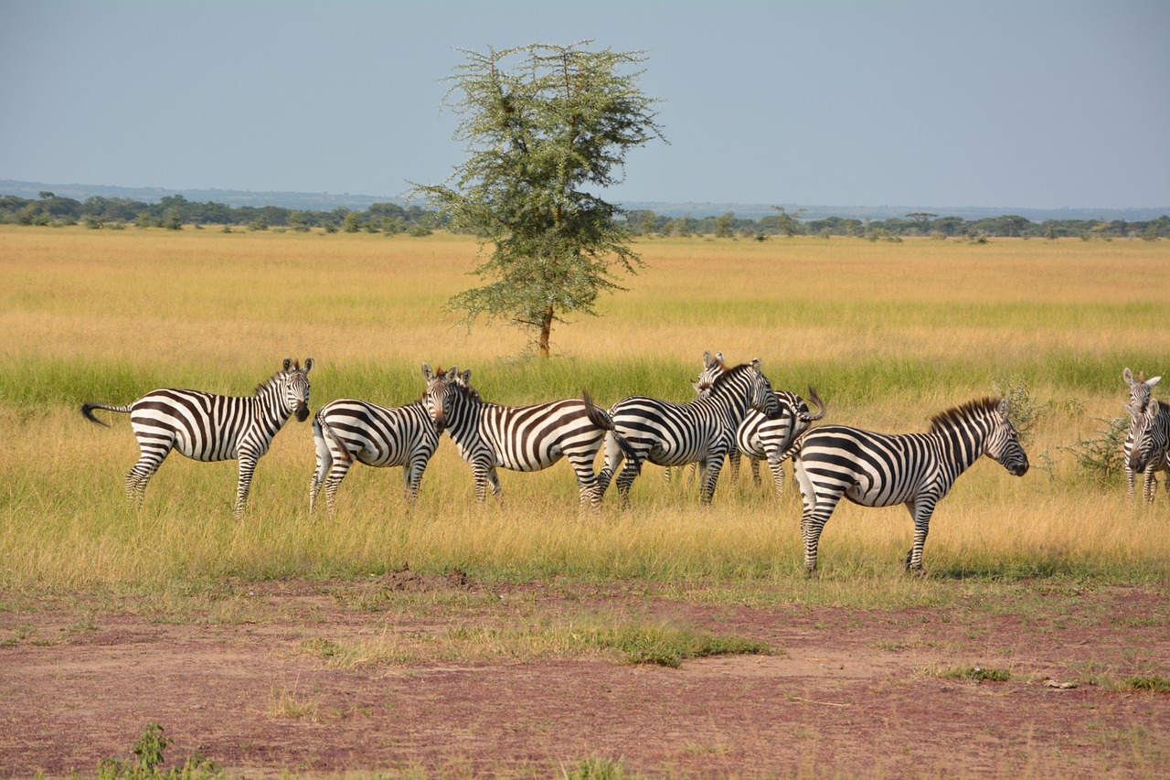 zebras flock wilderness free photo
