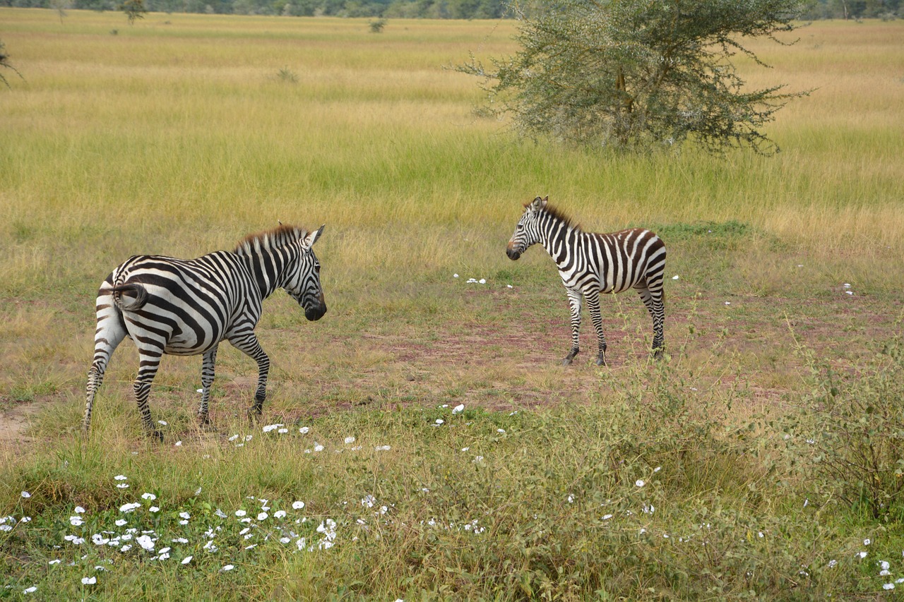 zebra africa serengeti free photo