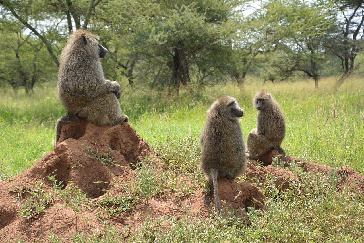 ape africa serengeti free photo