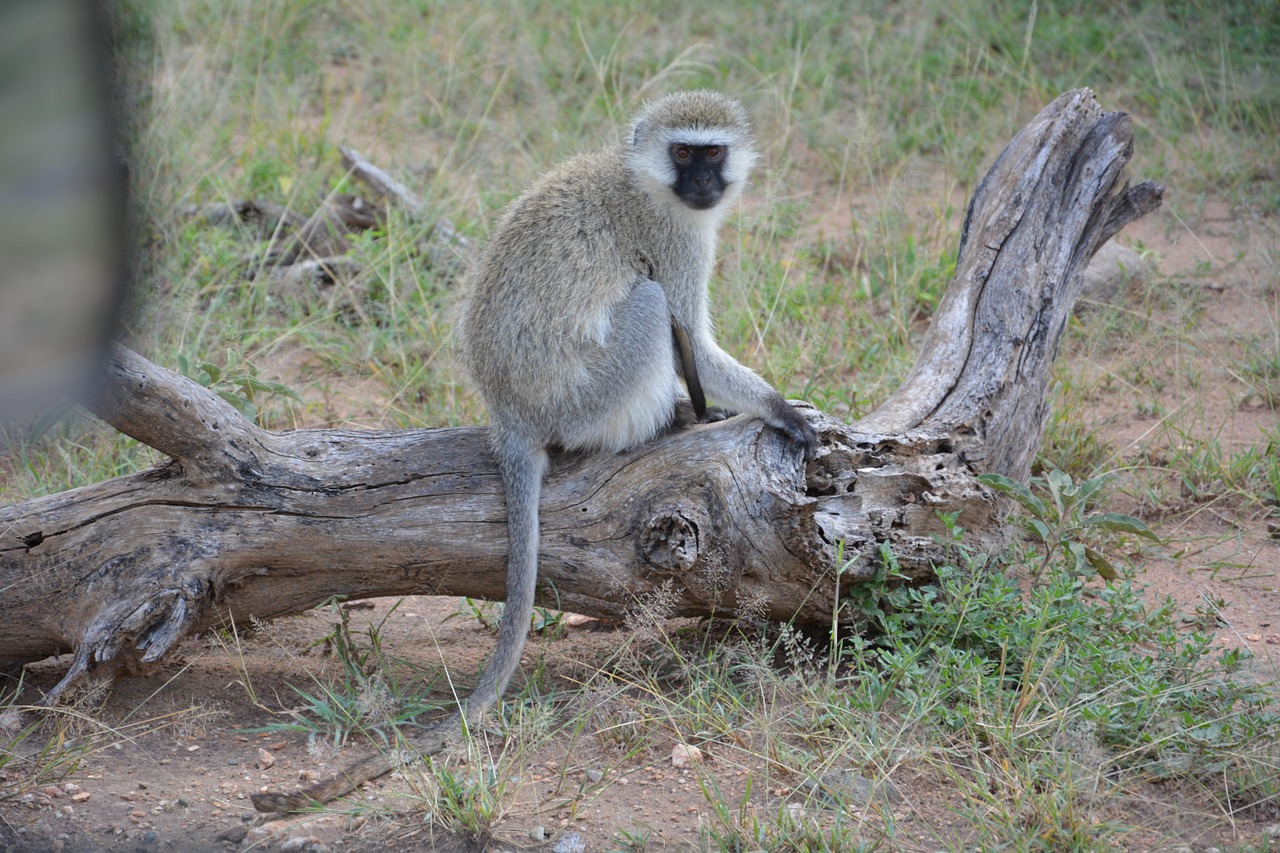 monkey africa serengeti free photo