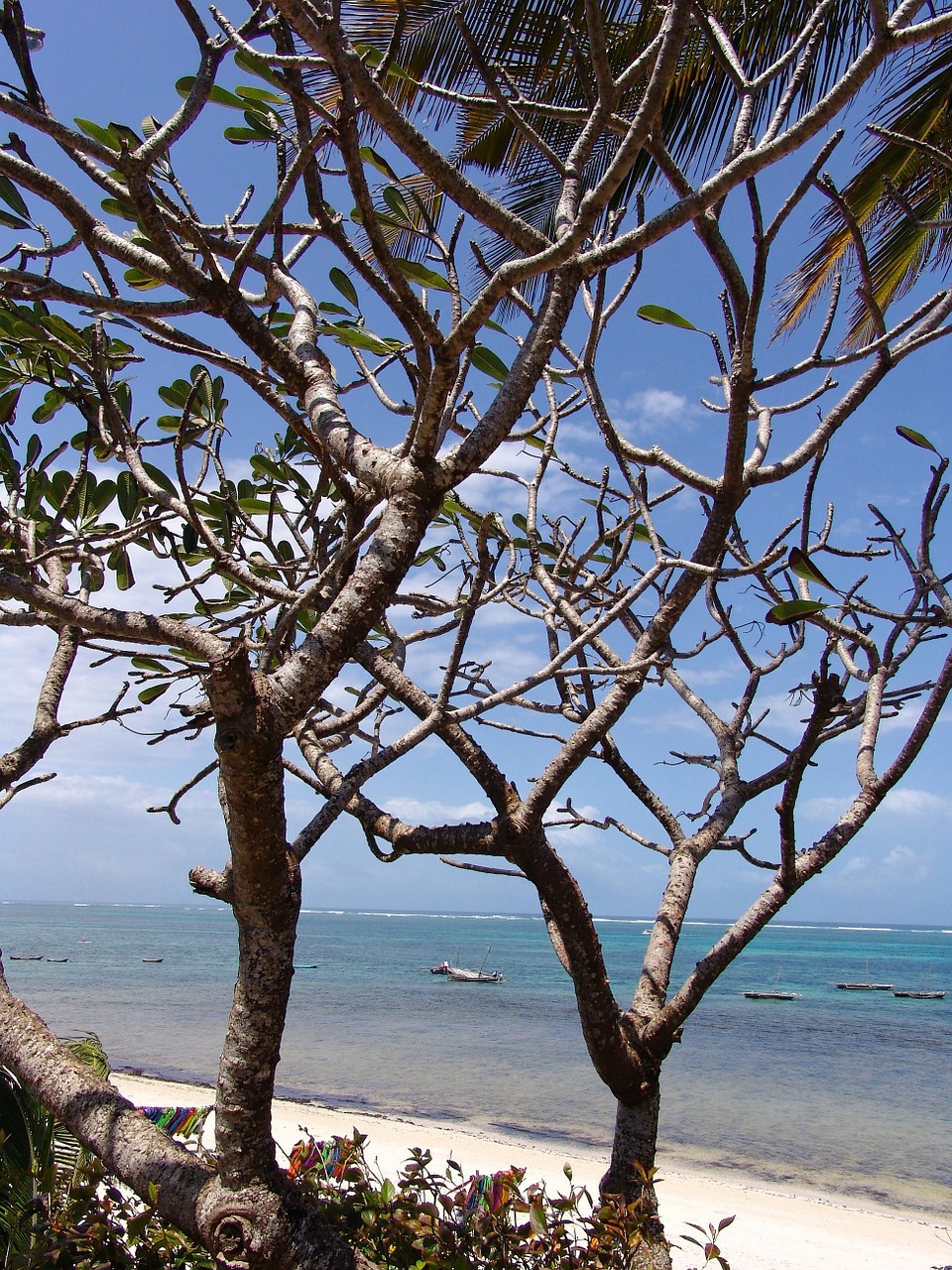 africa beach ocean free photo