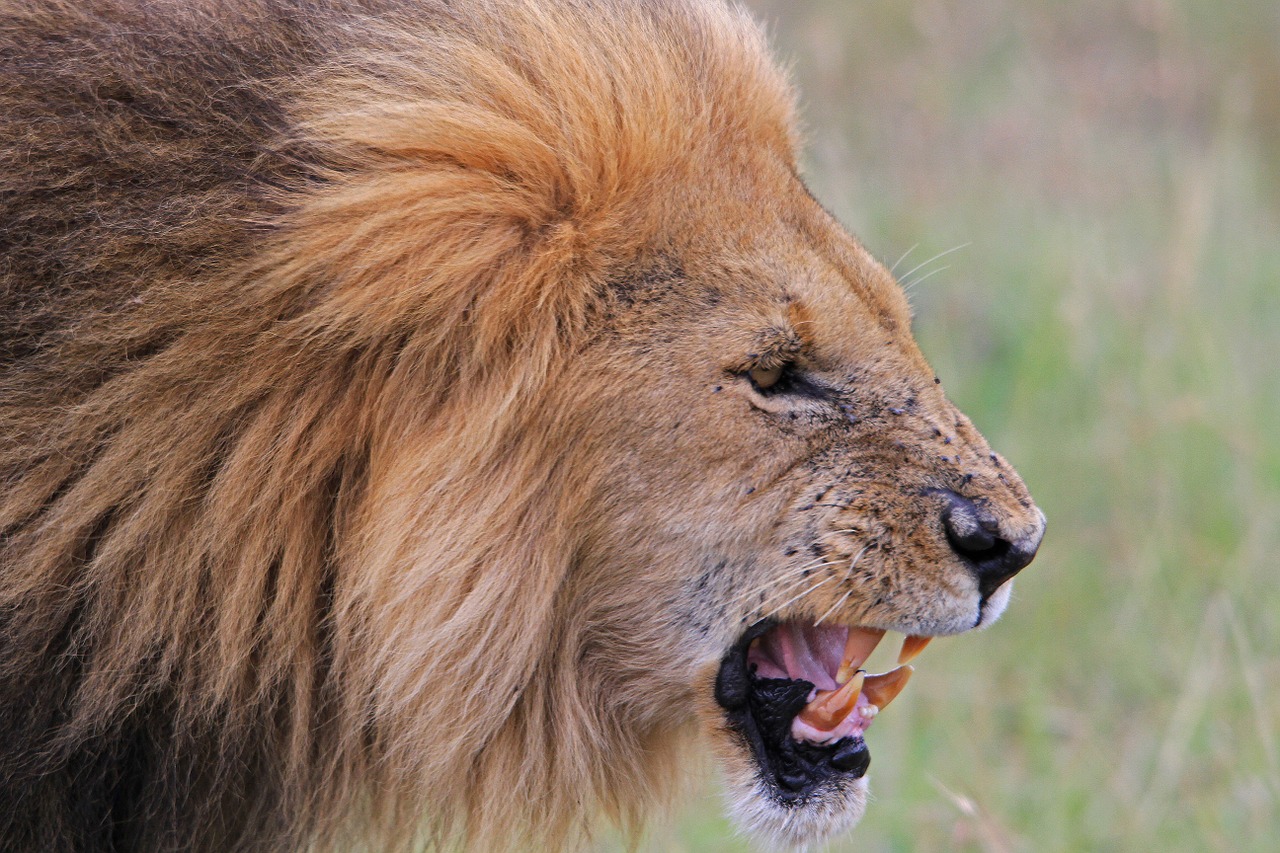 africa lion safari free photo