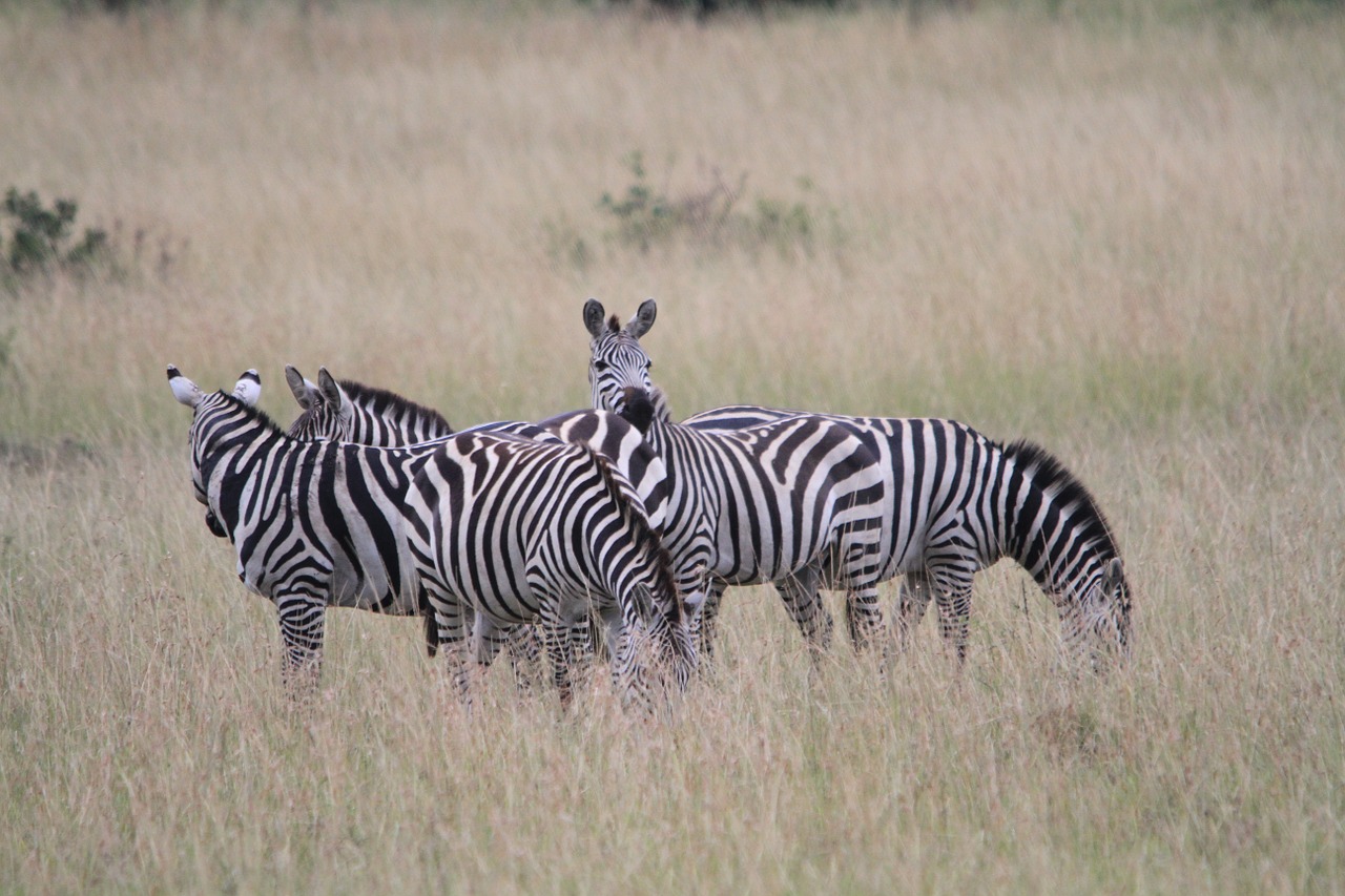 africa kenya zebra free photo