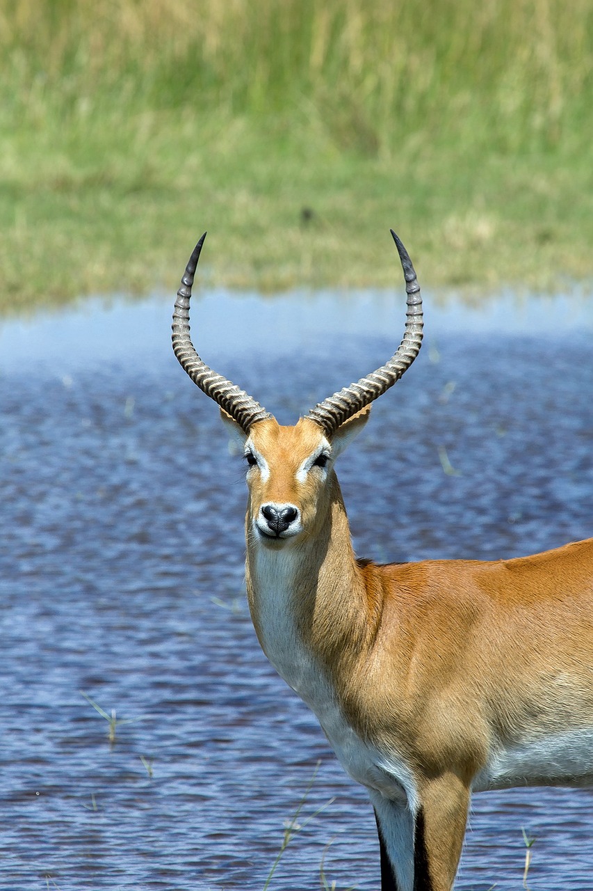 antelope africa puku free photo