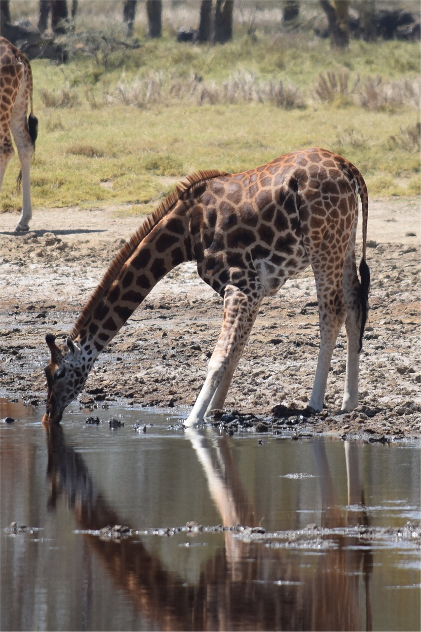 africa kenya giraffe free photo