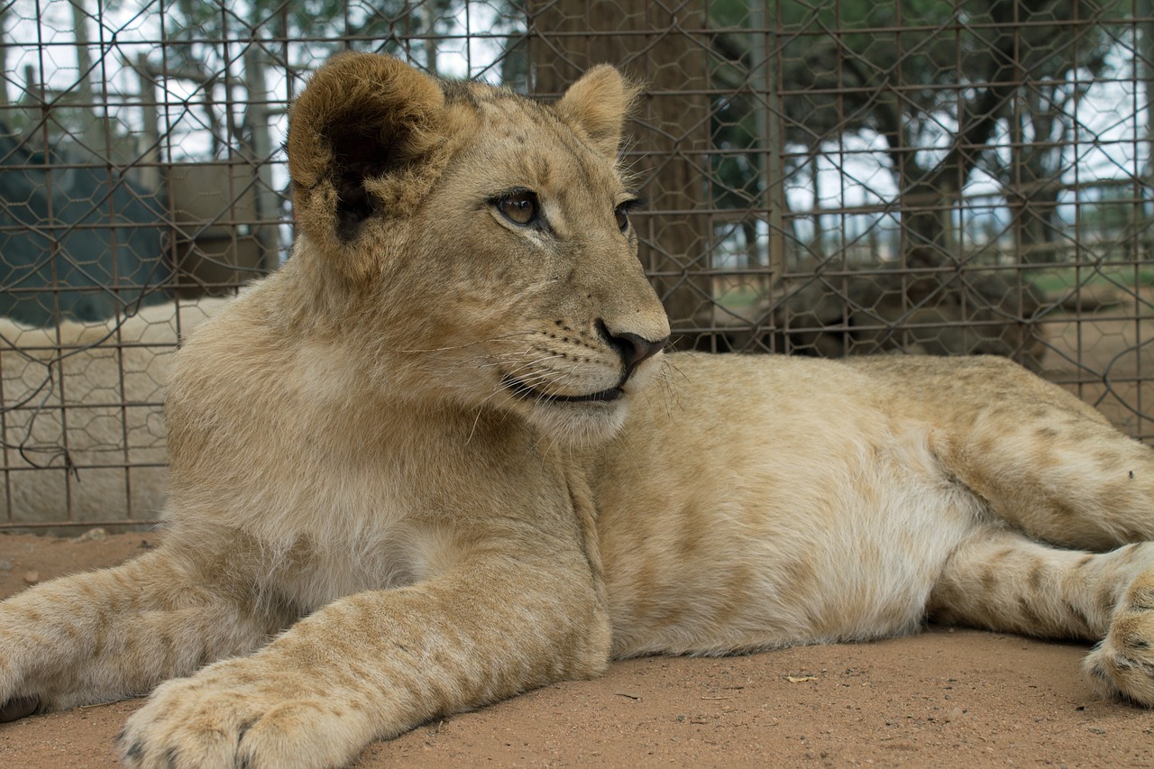 africa wildlife lion free photo