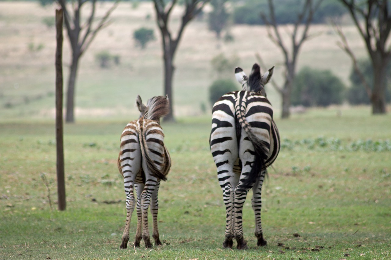 africa wildlife zebra free photo