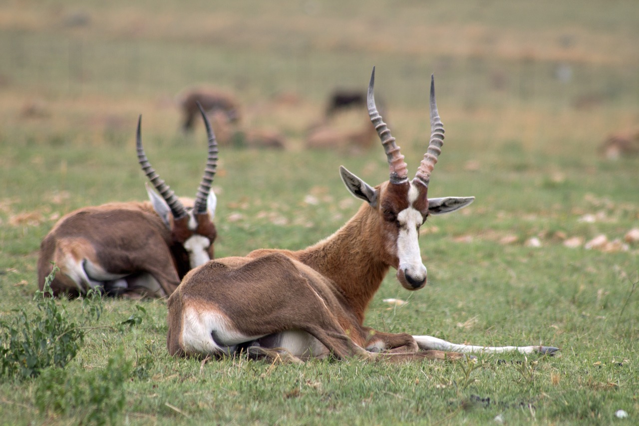 antelope africa wildlife free photo