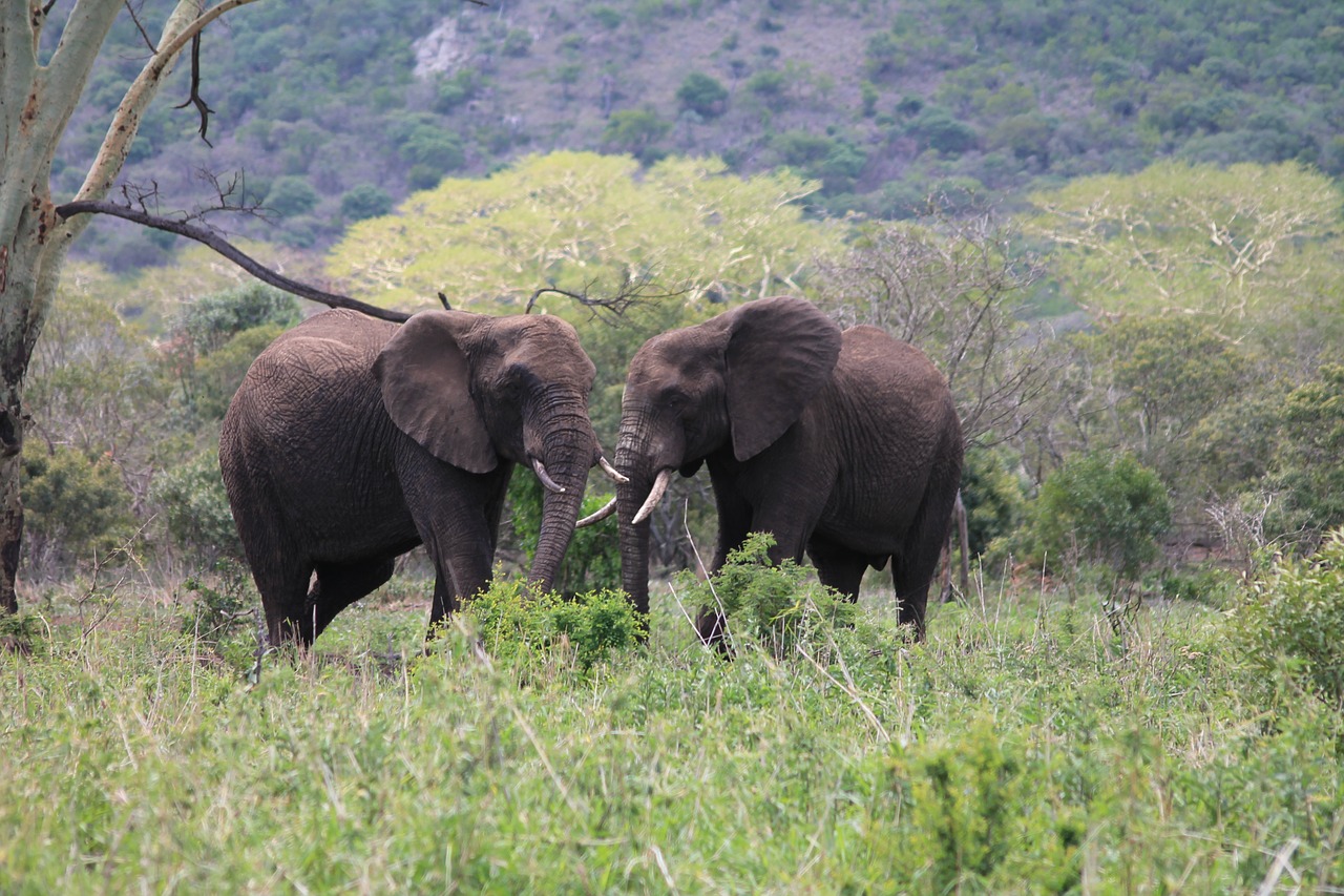 africa wildlife elephant free photo