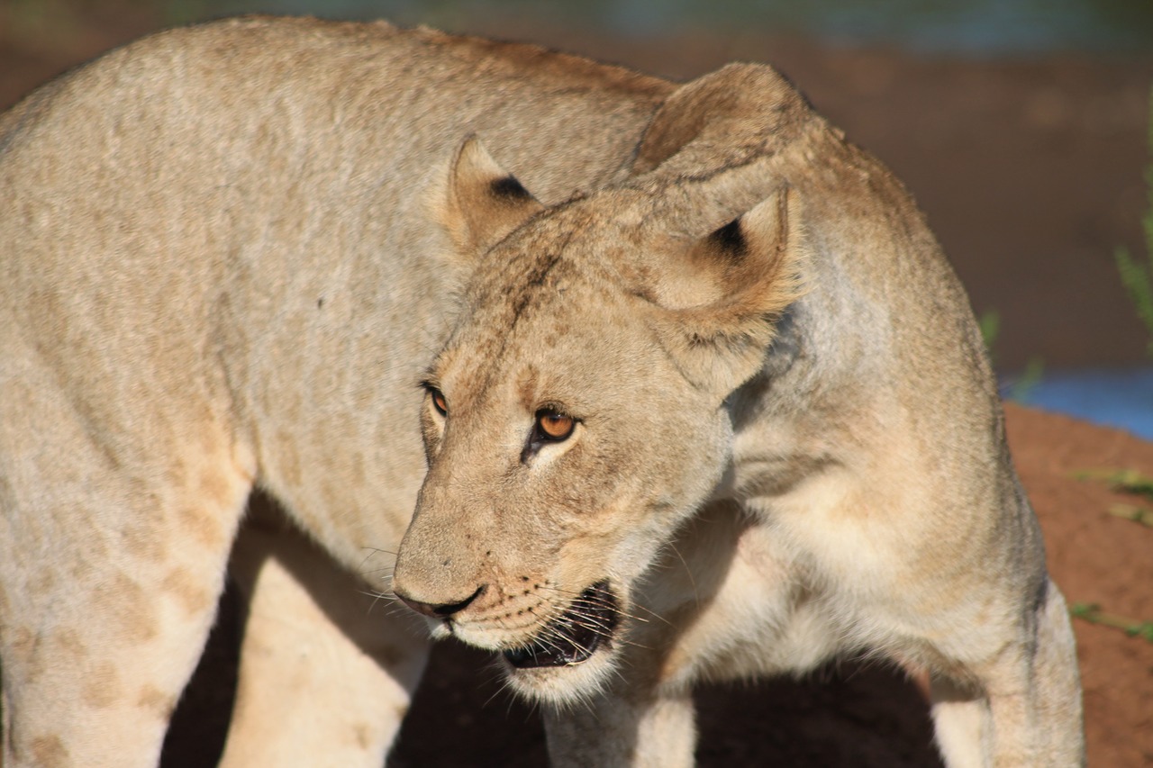 africa wildlife lioness free photo