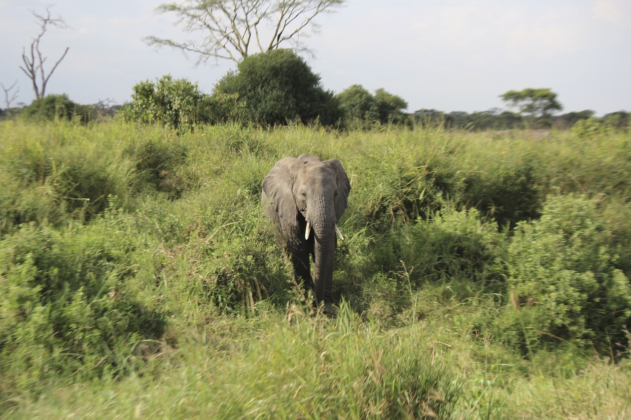 elephant africa serengeti free photo