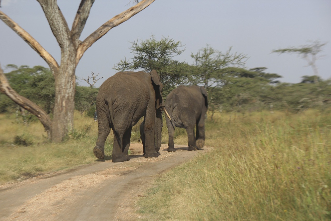 elephants africa serengeti free photo