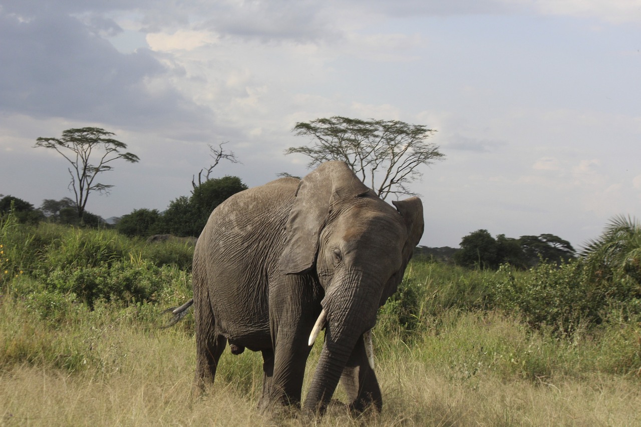 elephant africa tanzania free photo