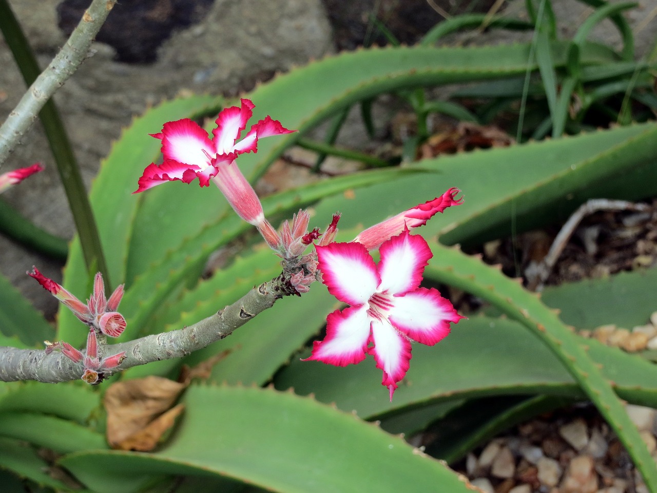 africa flower flora free photo