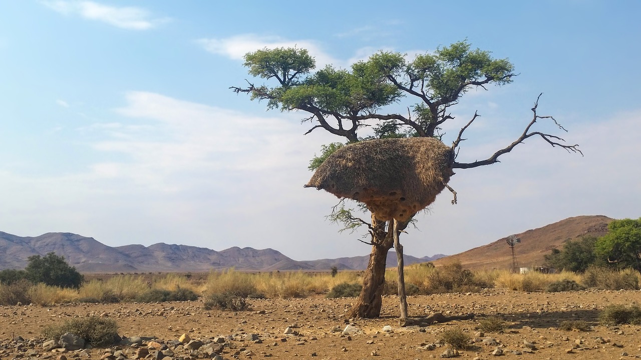 bird's nest africa namibia free photo