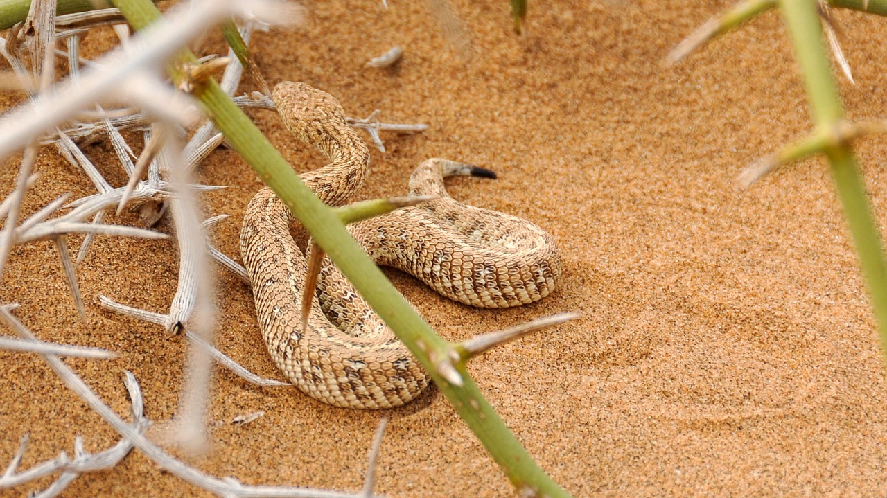 snake africa namibia free photo