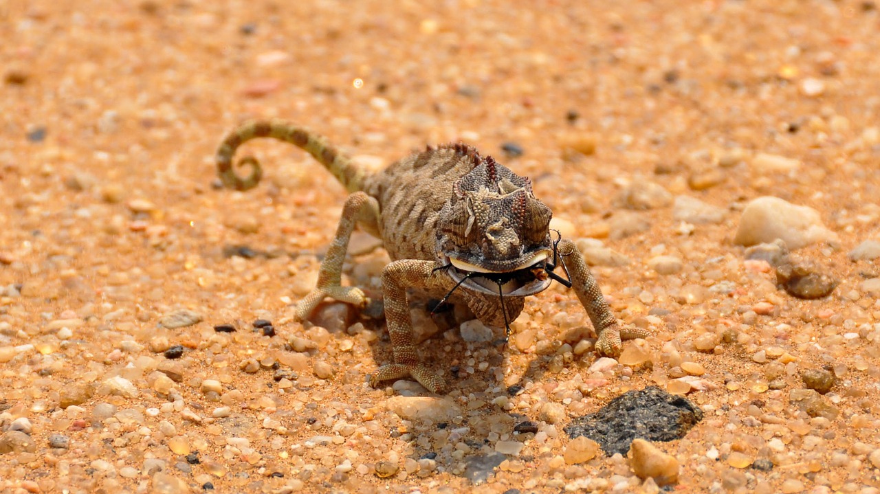 chameleon africa namibia free photo