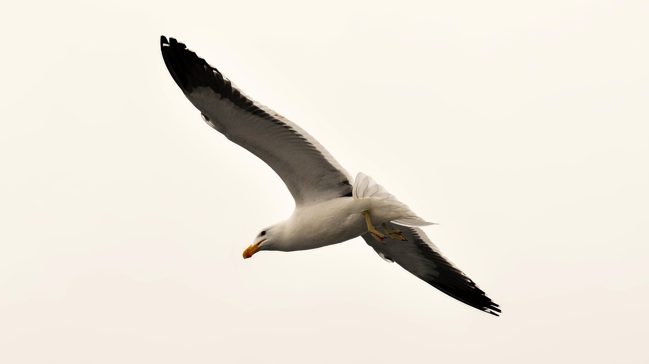 seagull animal bird free photo