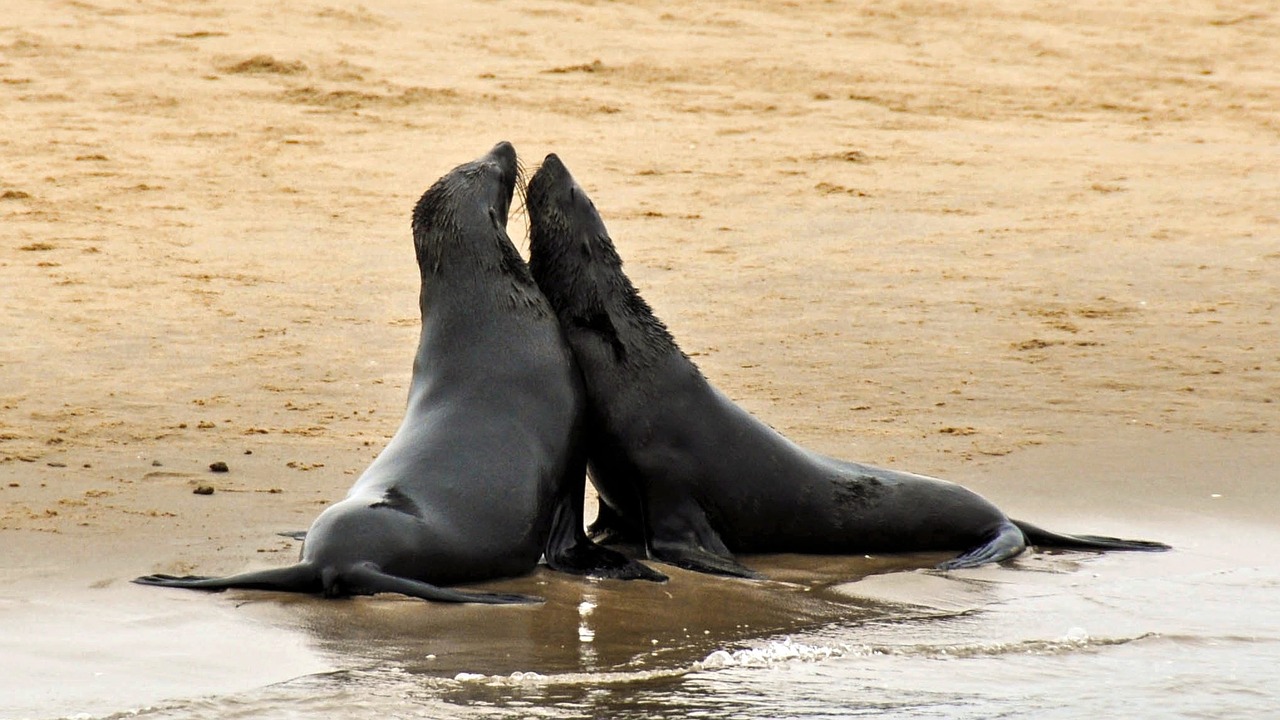 seal nature sea free photo