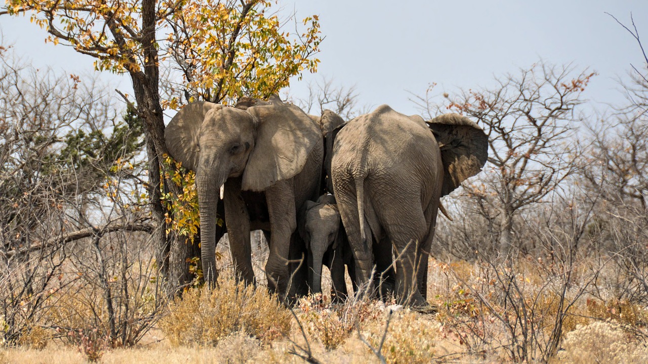 elephant baby elephant young animal free photo