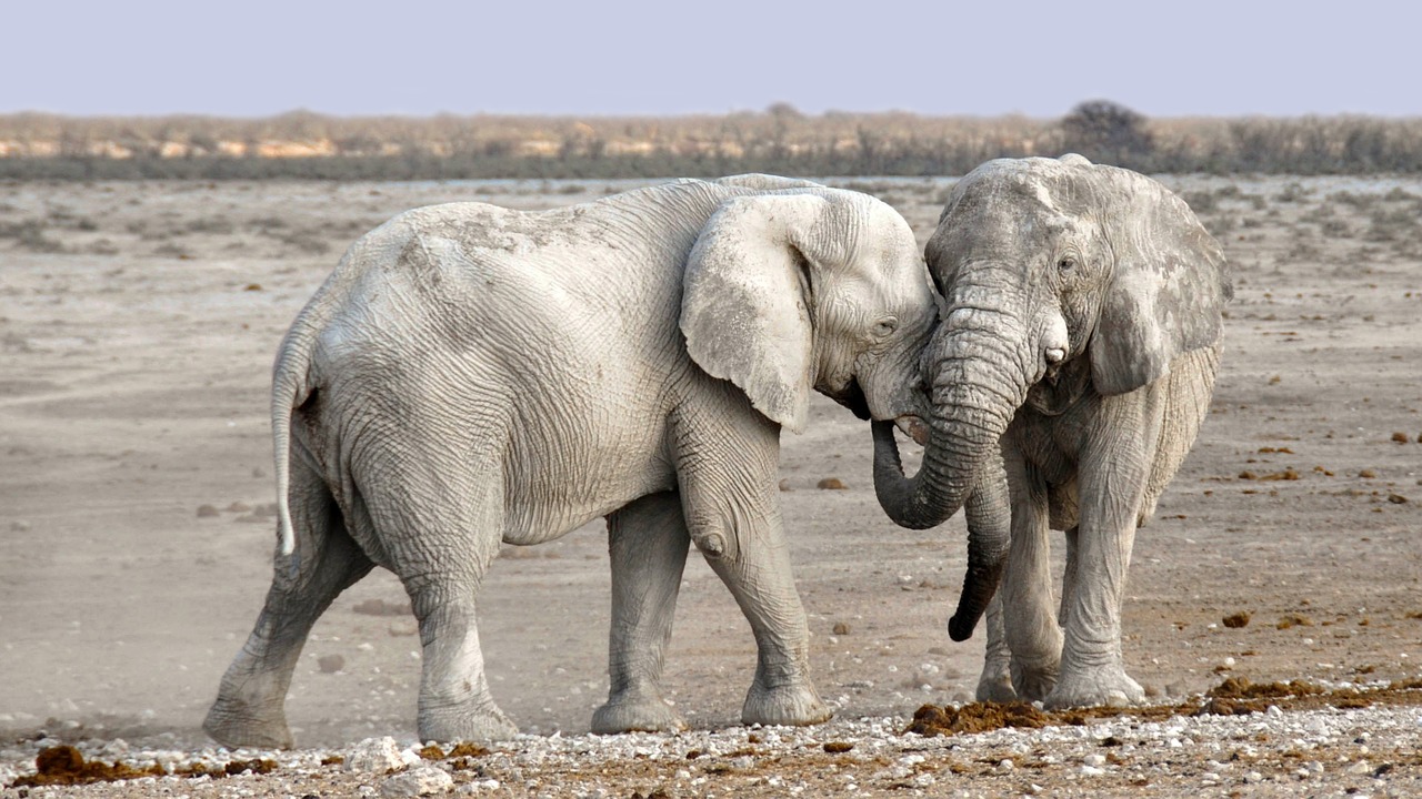 elephant africa namibia free photo