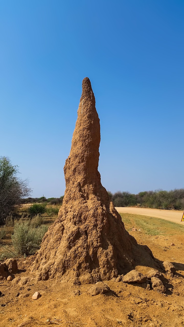 termite hill termites ants free photo