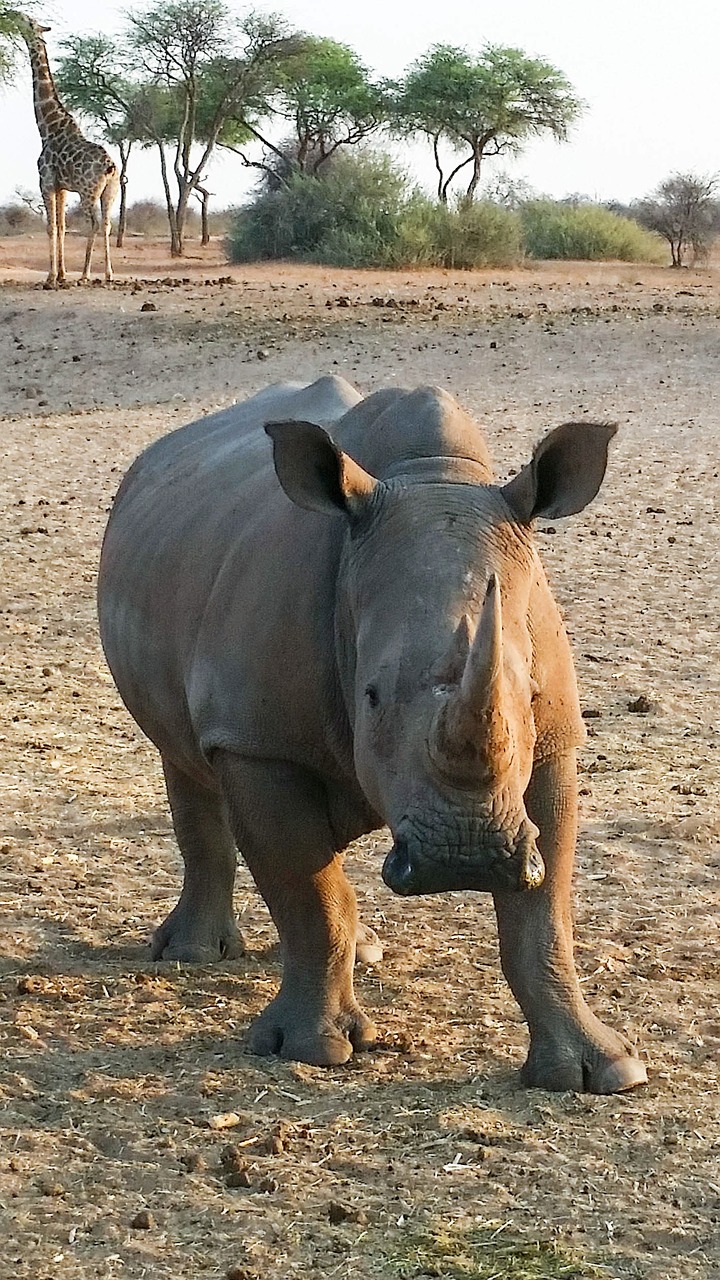 rhino africa namibia free photo