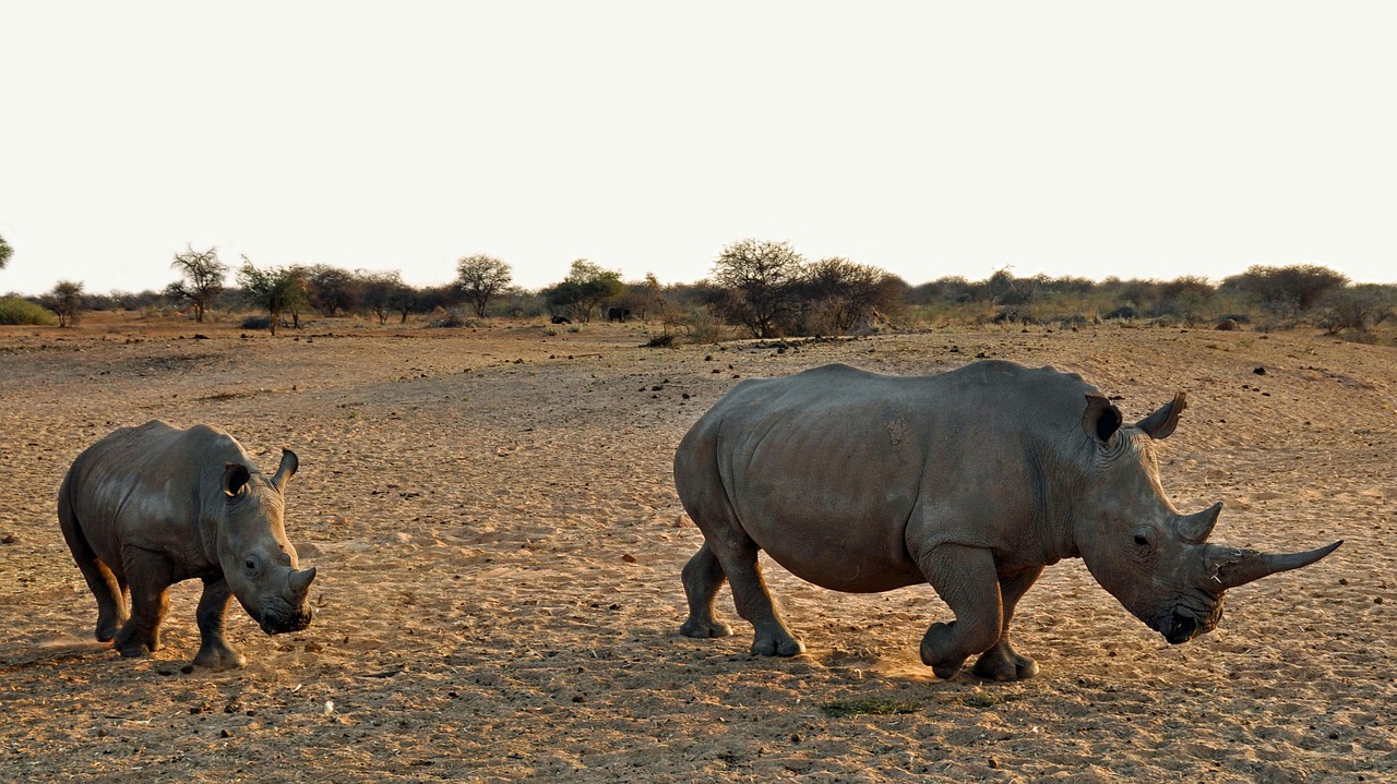 rhino rhino baby africa free photo