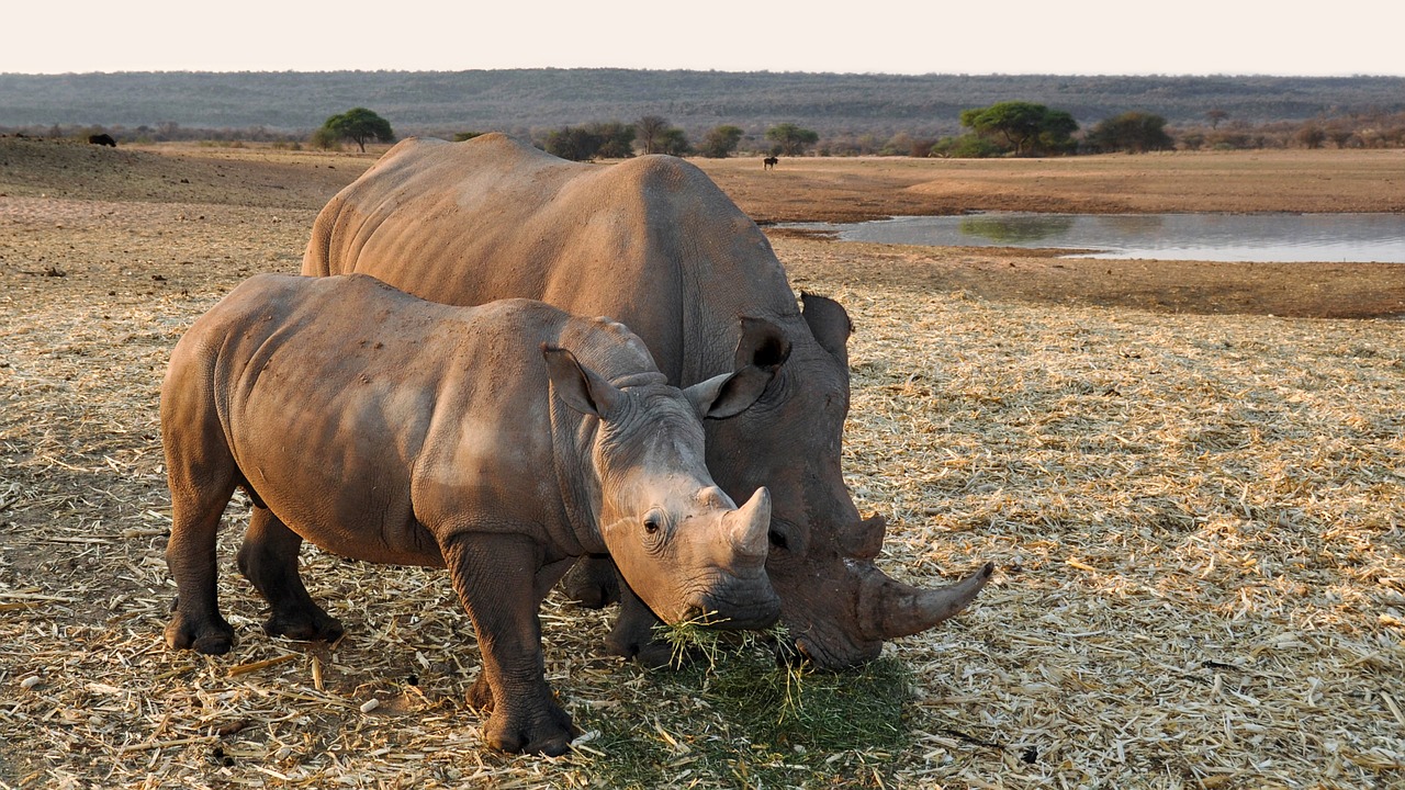 rhino africa namibia free photo
