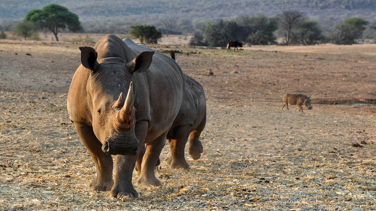 rhino africa namibia free photo