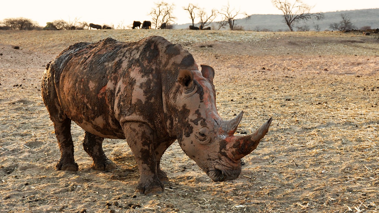 rhino africa namibia free photo