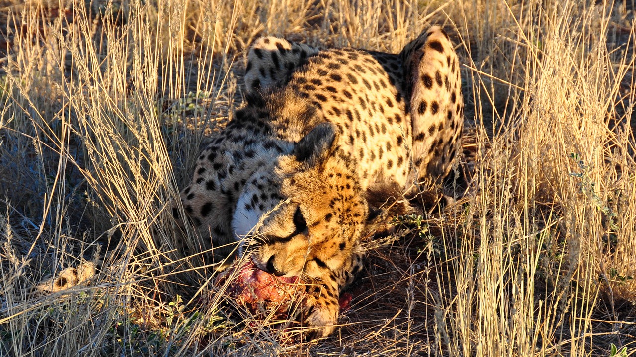 cheetah africa namibia free photo