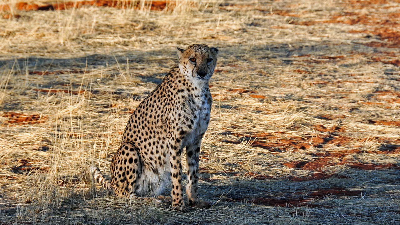 cheetah africa namibia free photo