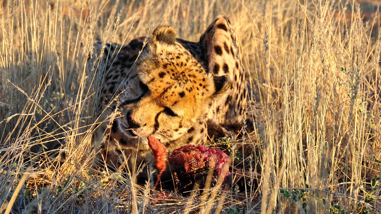 cheetah africa namibia free photo