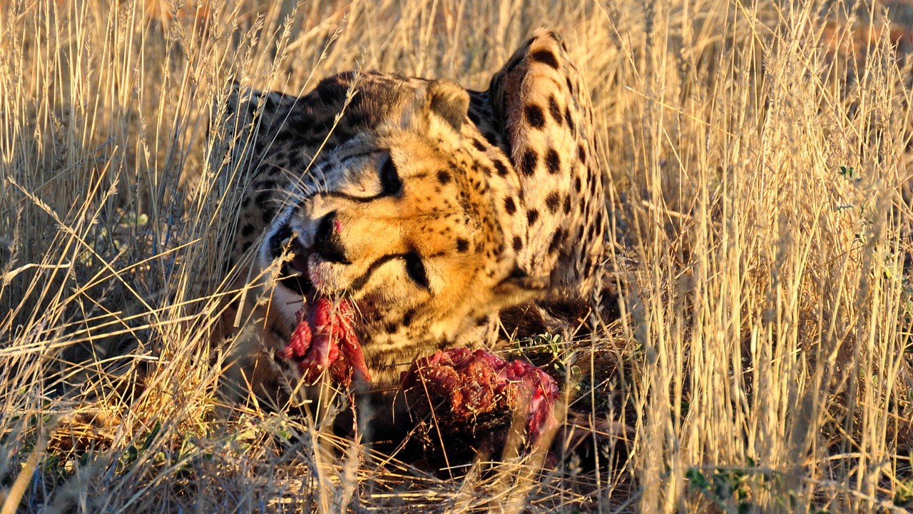 africa namibia nature free photo