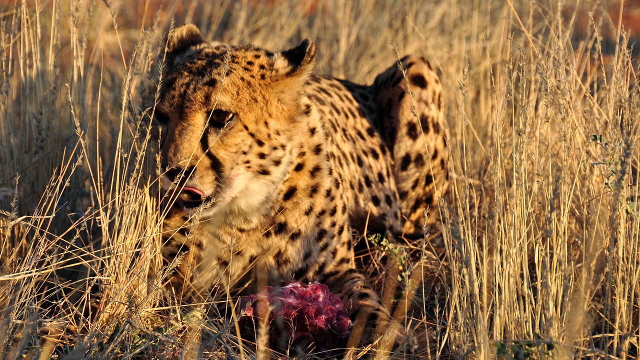 africa namibia nature free photo