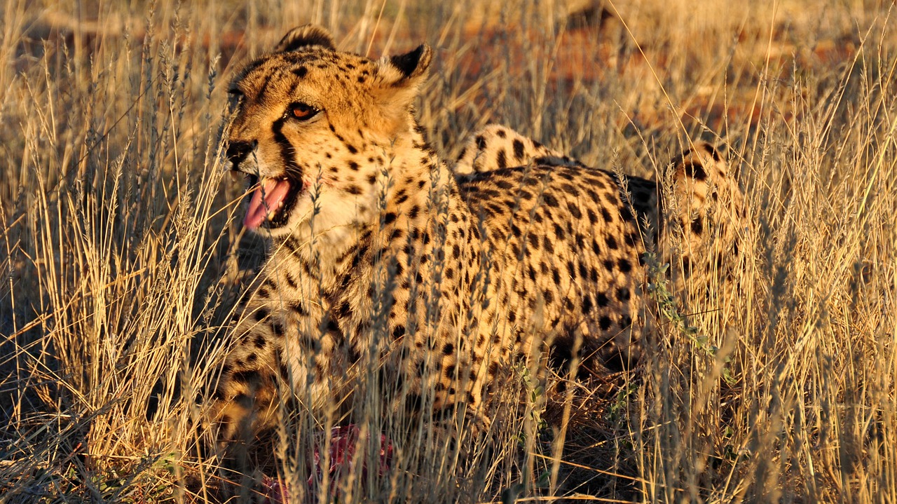 cheetah africa namibia free photo