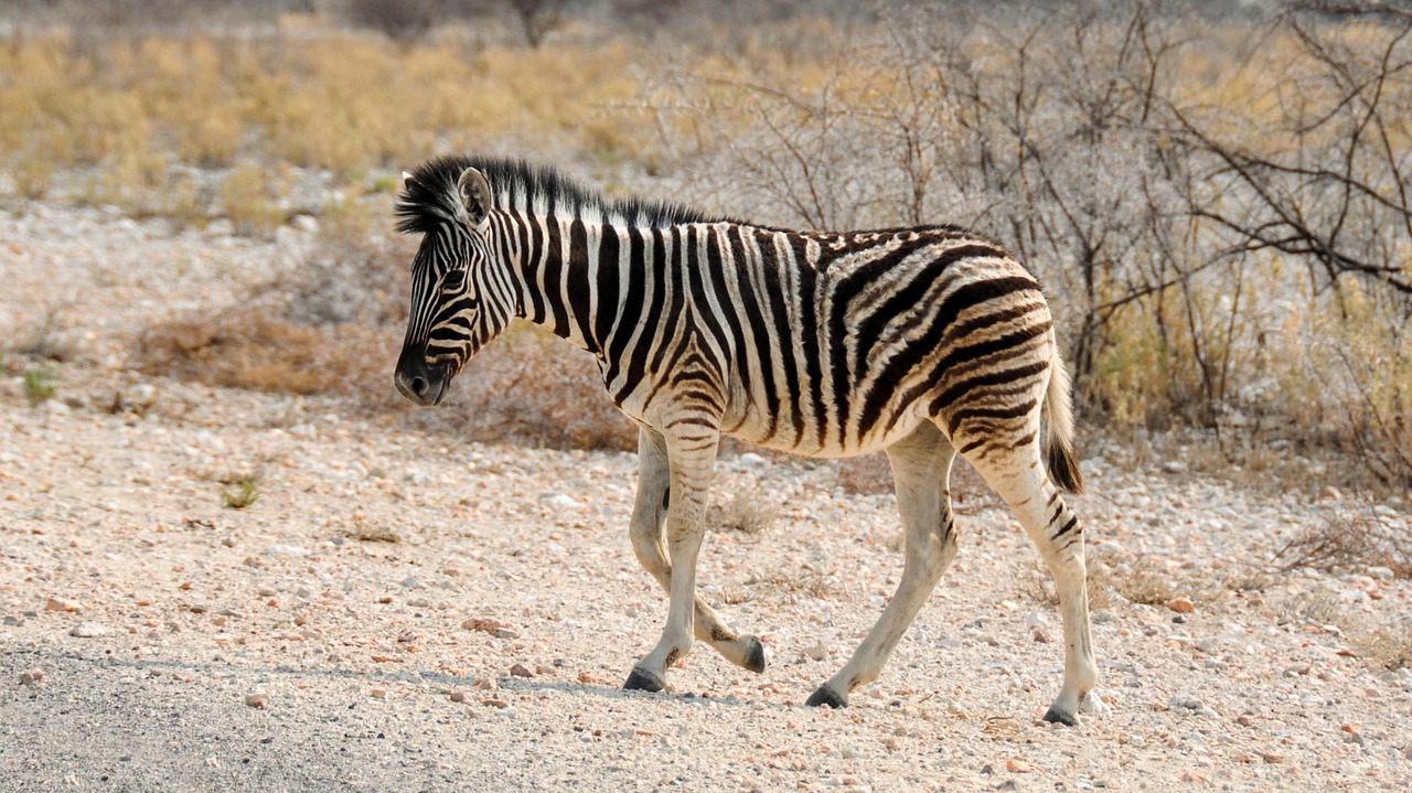 zebra africa namibia free photo