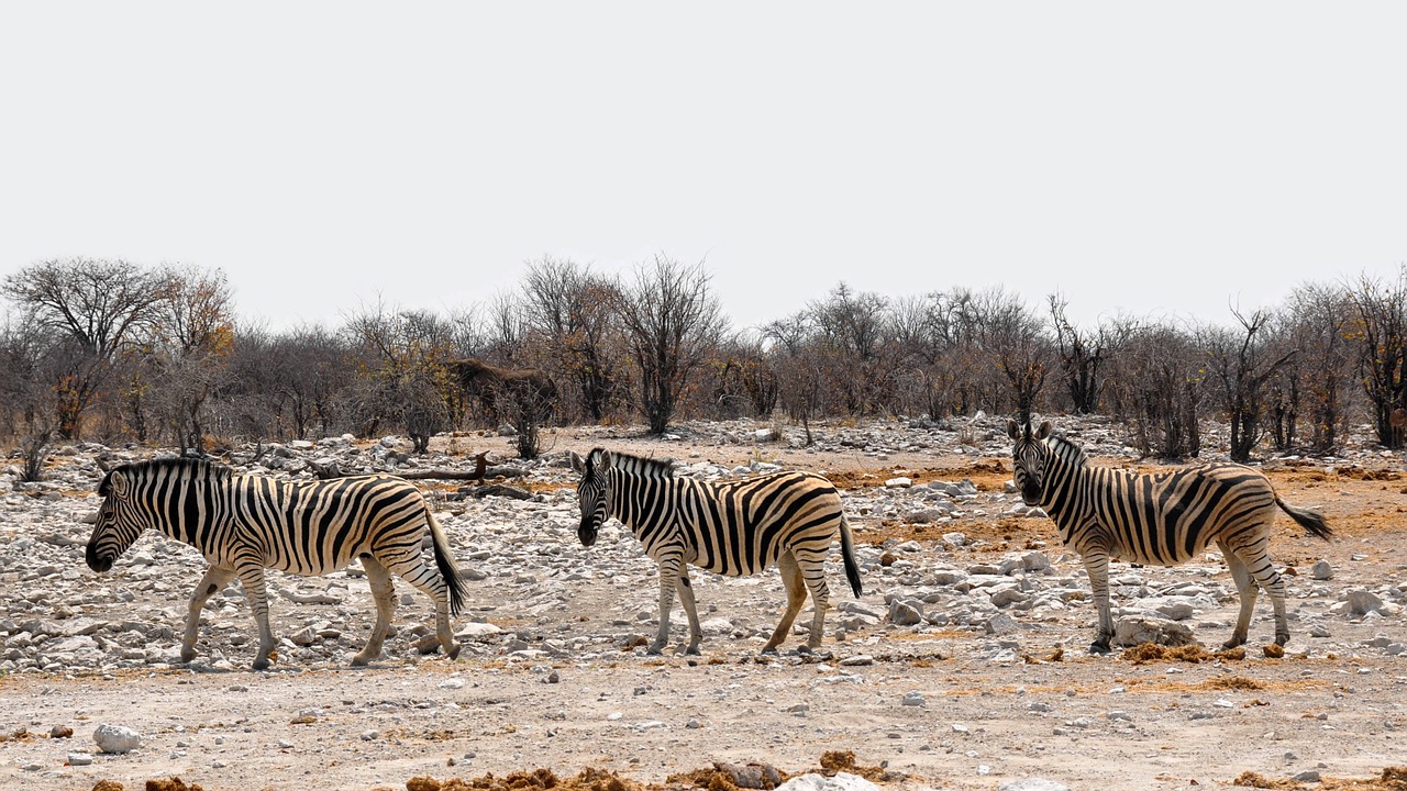 zebra africa namibia free photo