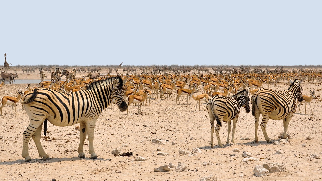 zebra africa springbok free photo