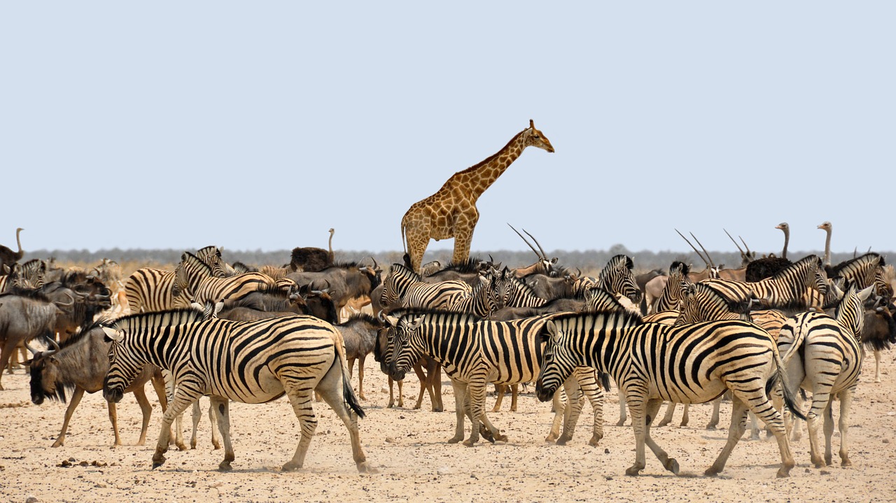 zebra gnu giraffe free photo