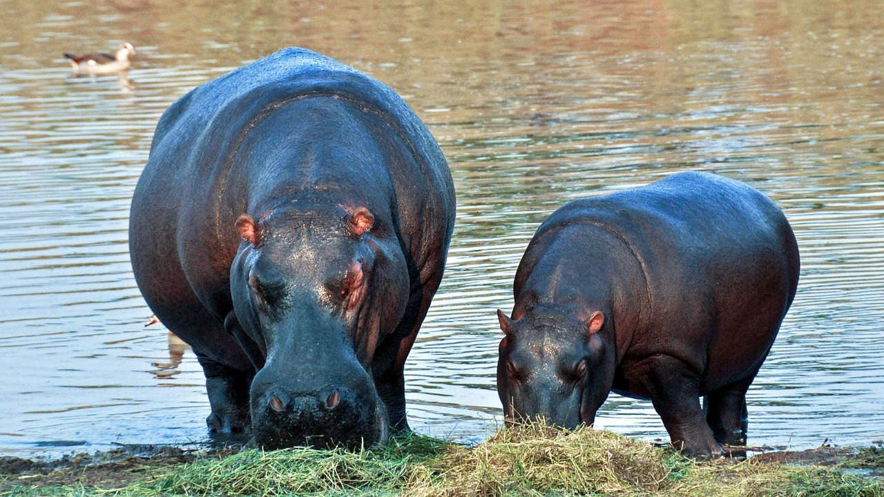 hippopotamus africa namibia free photo