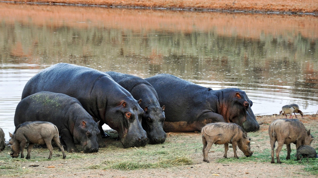 hippopotamus africa namibia free photo